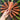 Danvers Half Long Carrot (Heirloom 75 days) - Vegetables