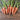 Danvers Half Long Carrot (Heirloom 75 days) - Vegetables