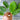 Dash Spinach (F1 Hybrid 39 Days) - Vegetables