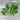 Dash Spinach (F1 Hybrid 39 Days) - Vegetables