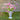 Daydream Cosmos - Flowers
