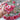 Double Raspberry Ripple Zahara Zinnia - Flowers