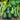 Eightball Zucchini Summer Squash (F1 Hybrid 35 Days) - Vegetables