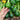Eightball Zucchini Summer Squash (F1 Hybrid 35 Days) - Vegetables