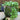 Emerald Falls Dichondra - Flowers