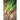 Evergreen Bunching Heshiko Onion (Heirloom 65 Days) - Vegetables
