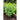 Everleaf Lemon Towers Basil - Herbs