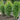 Everleaf Thai Towers Basil - Herbs