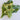 Fioretto 60 Cauliflower (F1 Hybrid 60 Days) - Vegetables