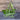 Fortex Pole Bean (60 Days) - Vegetables