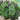 Frise Rouge Kale (Organic 55 Days) - Vegetables