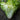 Frisee Endive (60 Days) - Vegetables
