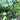 Garden Sweet Burpless Cucumber (F1 Hybrid 60 Days) - Vegetables