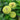Giant Lime Zinnia - Flowers