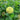Giant Lime Zinnia - Flowers