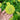Giant Lime Zinnia - Flowers