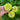 Giant Lime Zinnia - Flowers