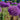 Globemaster Allium - Fall