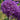 Globemaster Allium - Fall
