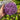 Globemaster Allium - Fall