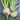 Golden Ball Turnip (Heirloom 60 Days) - Vegetables