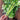 Golden Pascal Celery (Heirloom 101 Days) - Vegetables