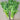 Golden Self Blanching Celery (Heirloom 105 Days) - Vegetables