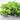 GOLDGELBER PURSLANE (50 days) - Vegetables