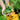 Green Lightning Summer Squash (F1 Hybrid 45 Days) - Vegetables