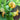 Green Lightning Summer Squash (F1 Hybrid 45 Days) - Vegetables