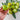 Green Zebra Tomato (Organic 75 Days) - Vegetables