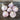 Hardneck Garlic- Duganski (Fall Planting) - Bulb