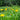 Healing Herbs Seed Collection - Seed Collections