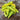Hungarian Yellow Wax Pepper (65 Days) - Vegetables