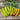 Hungarian Yellow Wax Pepper (65 Days) - Vegetables