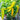 Hungarian Yellow Wax Pepper (65 Days) - Vegetables