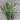 Iceberg Statice - Flowers