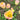 Jade Maiden Tulip - Fall