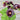 Jet Black Hollyhock - Flowers