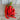 Jimmy Nardello (Heirloom 80 days) - Vegetables