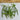 Kentucky Blue Pole Bean (62 Days) - Vegetables