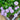 Pale purple aster flowers with wide green leaves in a garden bed