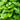 Lemon Balm - Herbs