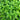 Lemon Balm - Herbs