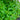 Lime Basil - Herbs