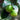 Lime Essential Oil (5 ml) - Crafts