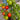 Little Bing Tomato (60-65 Days) - Vegetables