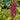 Love Lies Bleeding Amaranth - Flowers