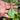 Malabar Spinach (110 Days) - Vegetables