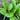Malabar Spinach (110 Days) - Vegetables